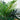 40” Areca Artificial Palm Tree UV Resistant (Indoor/Outdoor)