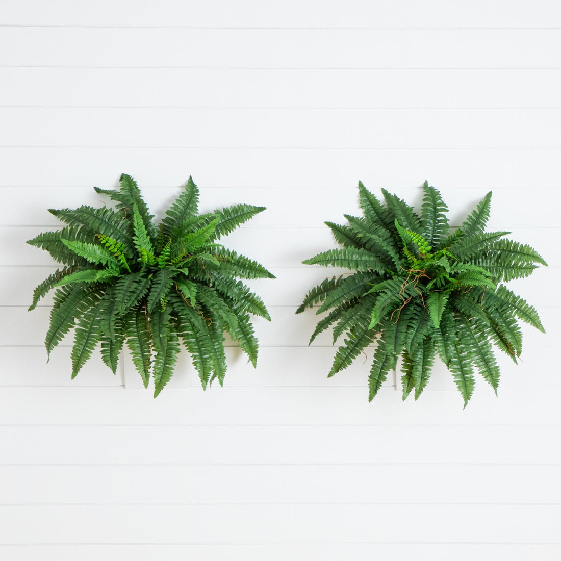 fern house plants for sale 40” Artificial Boston Fern (Set of 2)