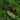 40” x 40” UV Resistant Amazon Rainforest Artificial Living Wall Panel (Indoor/Outdoor)
