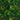 40” x 40” UV Resistant Hawaiian Islands Artificial Living Wall Panel (Indoor/Outdoor)