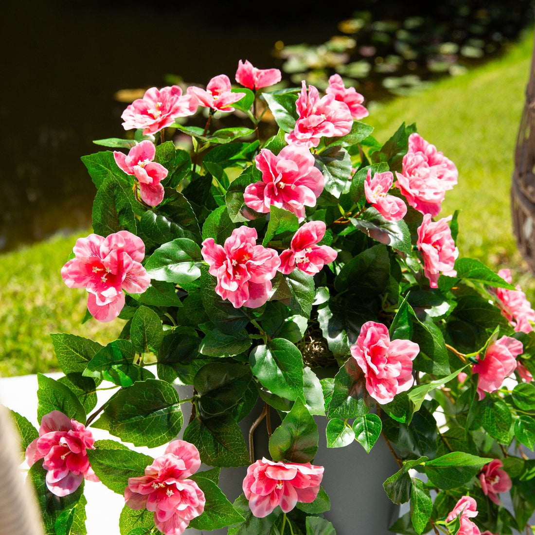 azalea plant indoor 41