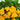 41" UV Resistant Artificial Hibiscus Hanging Plant (Indoor/Outdoor) - Set of 2