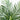 4.5’ Areca Palm Tree with Black Wash Planter UV Resistant (Indoor/Outdoor)