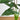 4.5’ Artificial Arrowhead Philodendron in White Decorative Planter