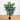 4.5’ Bulb Areca Tree
