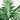 4.5’ Bulb Areca Tree
