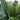 4.5’ Cycas Artificial Tree in Oval Planter (Indoor/Outdoor)