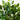 4.5-ft UV Resistant Artificial Ficus Tree (Indoor/Outdoor)