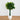 4.5’ Money Artificial Tree in White Oval Planter (Real Touch
