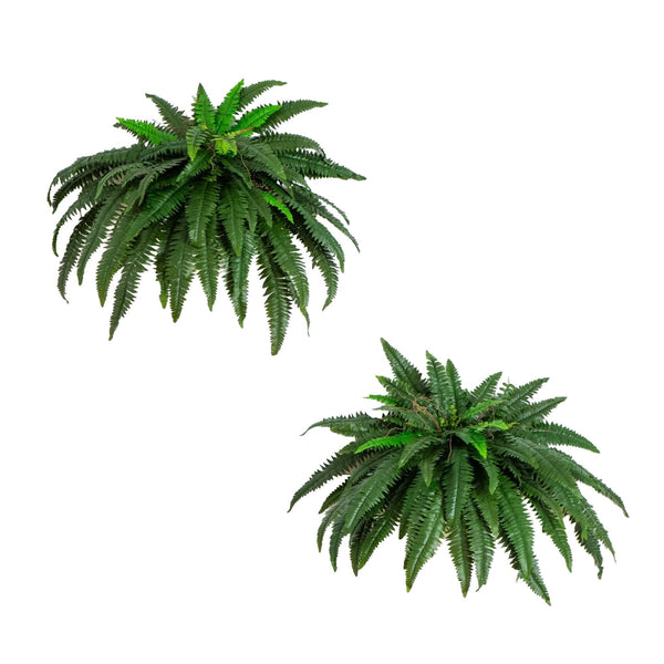 48” Boston Fern (Set of 2)