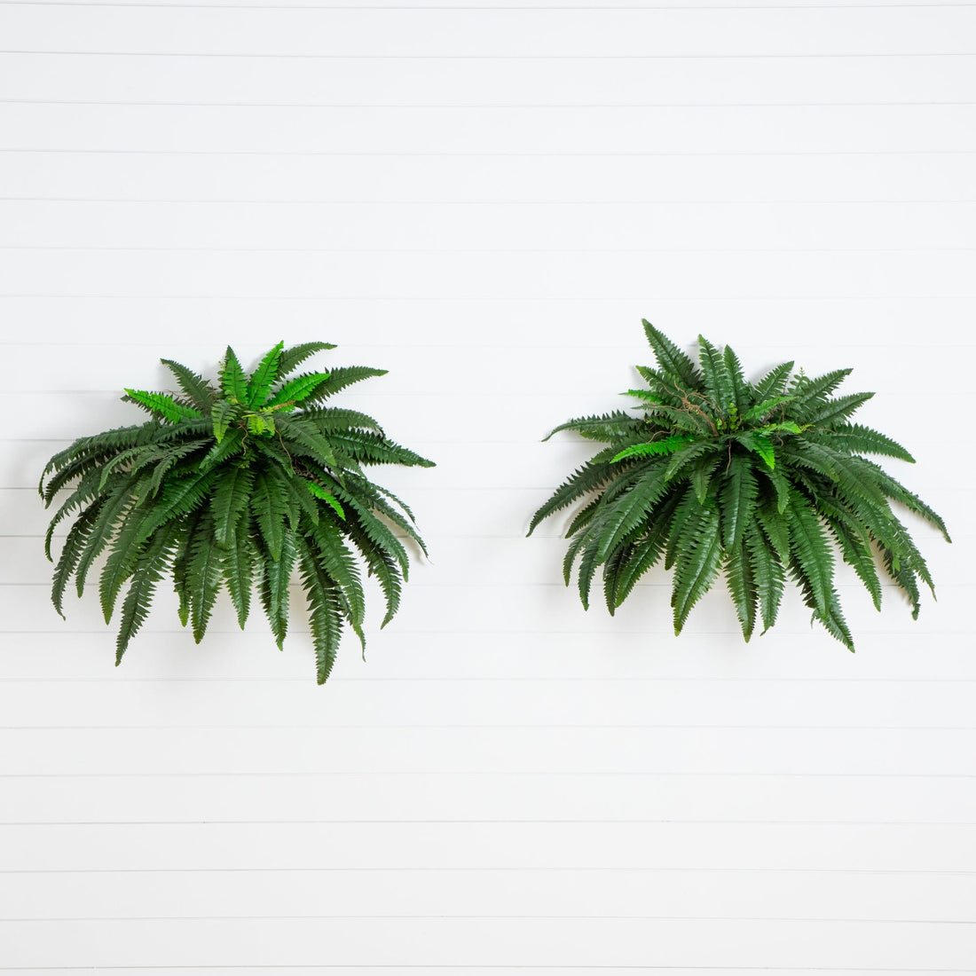 fronds plants 48” Boston Fern (Set of 2)