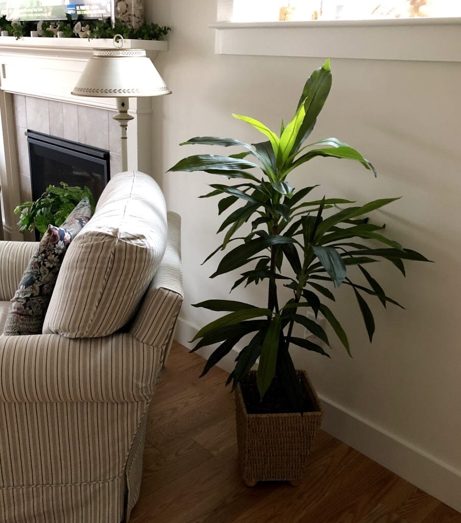 dracaena club 48" Dracaena Silk Plant (Real Touch)