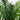 5’ Areca Palm Artificial Tree in White Planter (Real Touch)