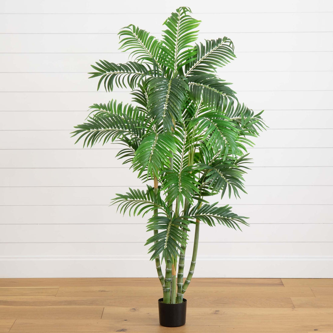 4.5 areca palm silk tree w basket 5' Areca Silk Tree