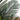 5’ Artificial Double Stalk Golden Cane Palm Tree- Set of 2