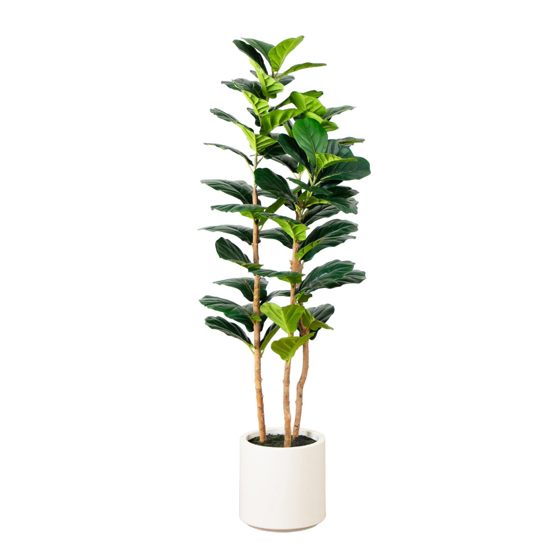 pot plants with 5 leaves 5' Artificial Fiddle Leaf Tree in Decorative White Planter