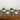 5" Artificial Mini Flowering Lavender Arrangement in White Decorative Oval Planter - Set of 4