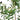 5’ Artificial Minimalist Olive Tree in White Decorative Planter