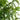 5' Artificial Norfolk Pine Tree