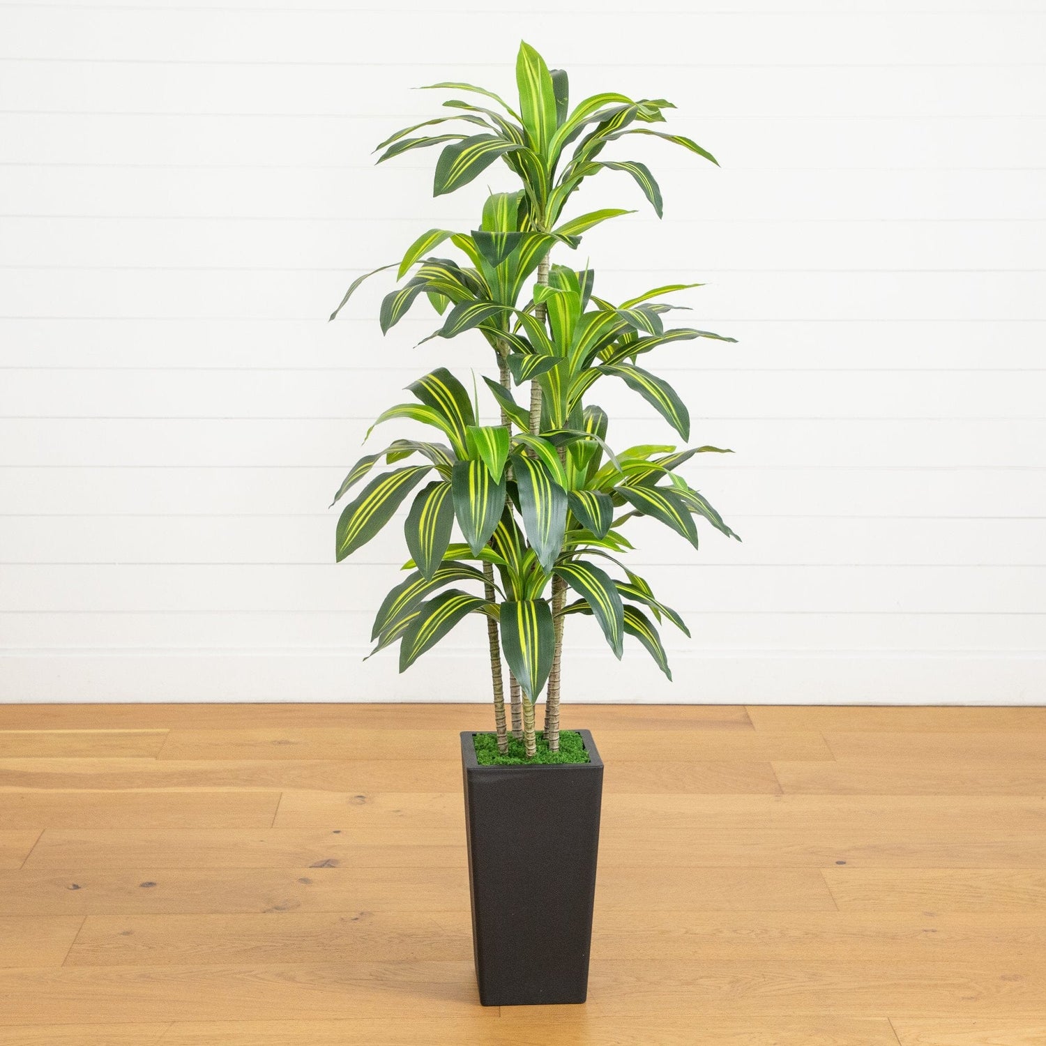 dracaena planter 5' Artificial Real Touch Dracaena in Decorative Planter – Nearly Natural
