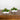 5" Artificial Succulent Garden in Ceramic White Planter -Set of 2