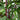 5’ Bamboo Silk Tree w/Planter