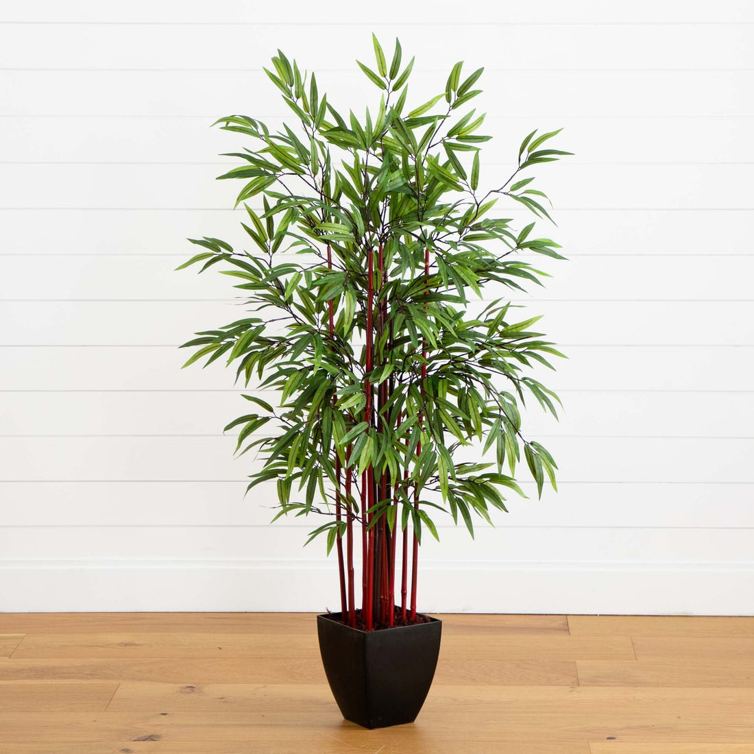 tall potted bamboo plants 5’ Bamboo Silk Tree w/Planter