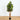 5' Croton Silk Tree