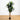 5’ Dracaena Plant UV Resistant (Indoor/Outdoor)