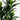 5’ Dracaena Plant UV Resistant (Indoor/Outdoor)