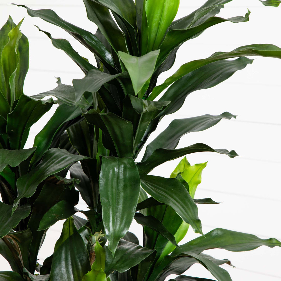 can a dracaena plant be outdoors 5’ Dracaena Plant UV Resistant (Indoor/Outdoor)