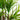 5’ Dracaena Silk Tree