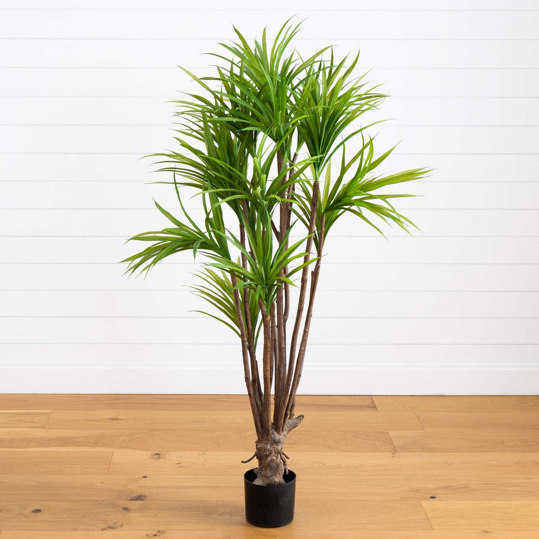 tropical dracaena plant 5’ Dracaena Silk Tree