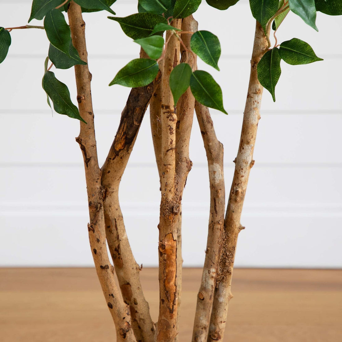 bushy potted plants 5' Ficus Bushy Silk Tree