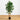 5' Ficus Bushy Silk Tree