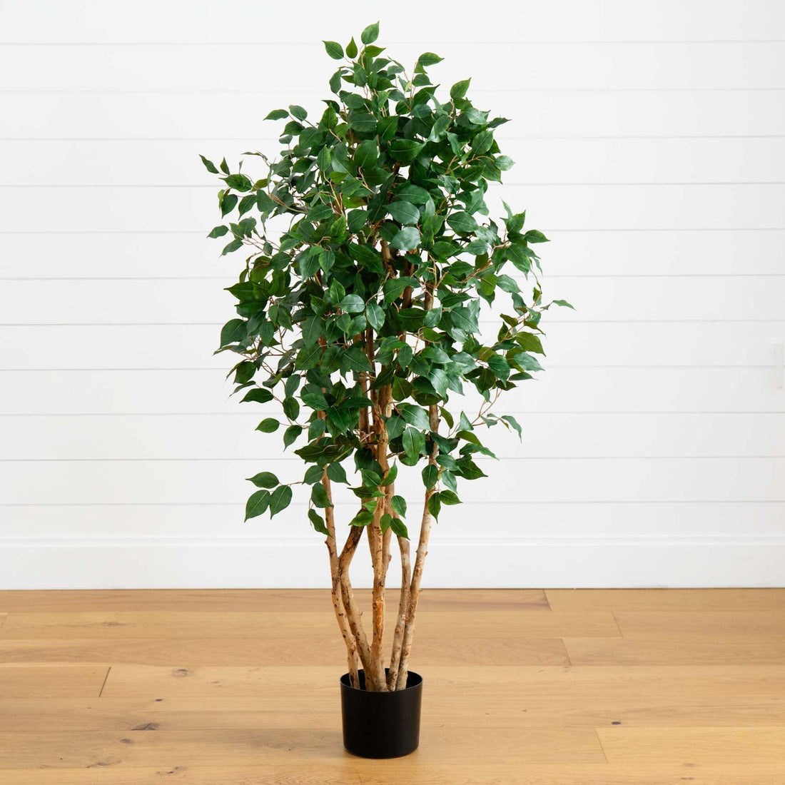 bushy potted plants 5' Ficus Bushy Silk Tree