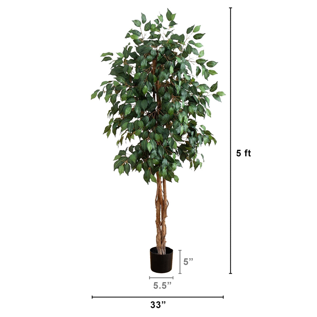 ficus tree plant 5' Ficus Silk Tree