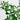 5' Artificial Shady Lady Black Olive Tree