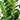 5' Artificial Zamioculcas Plant