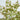 5' Autumn Nandina Artificial Fall Tree