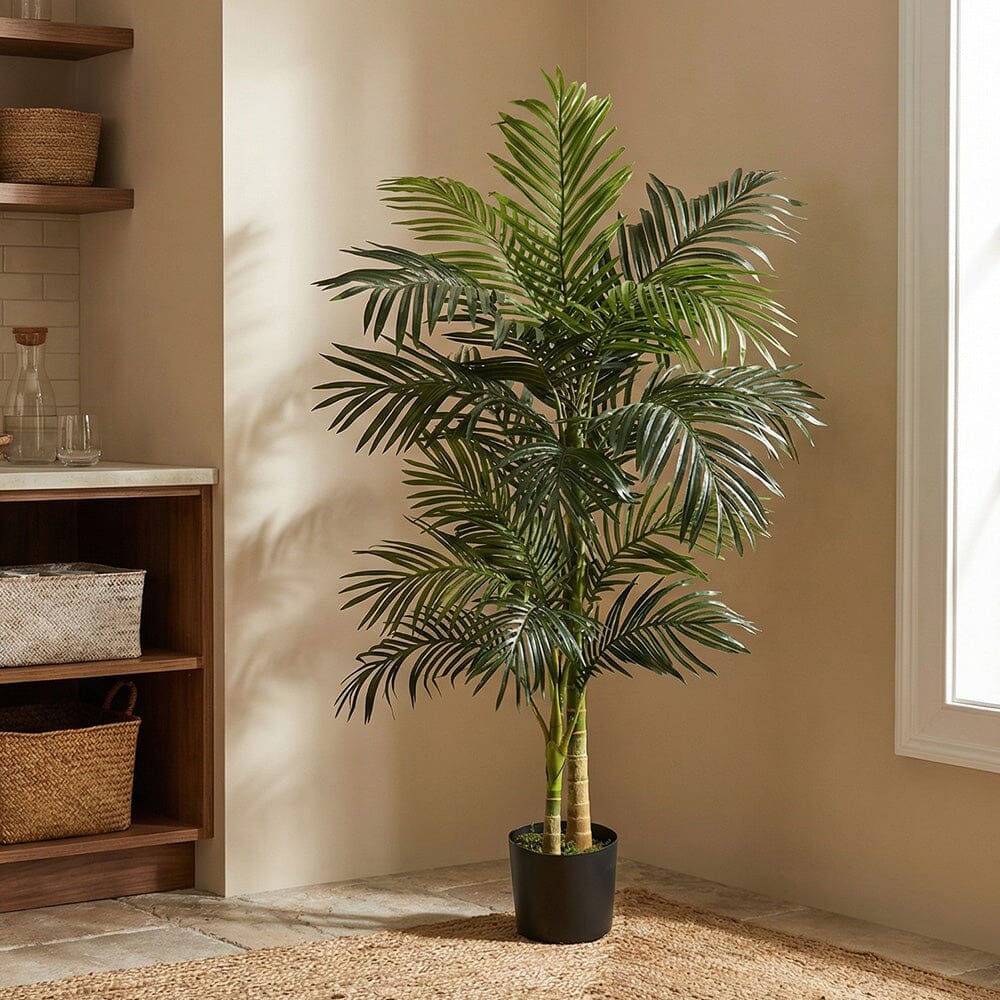 indoor potted palm plants 5' Golden Cane Palm Tree
