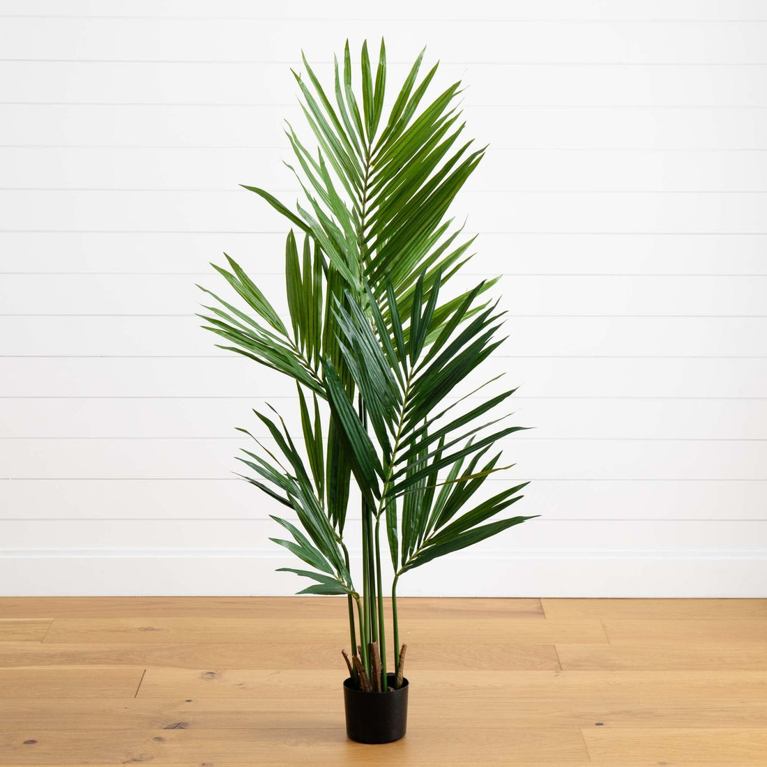 plant that looks like palm 5' Kentia Palm Silk Tree