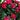 5' Mini Bougainvillea Topiary