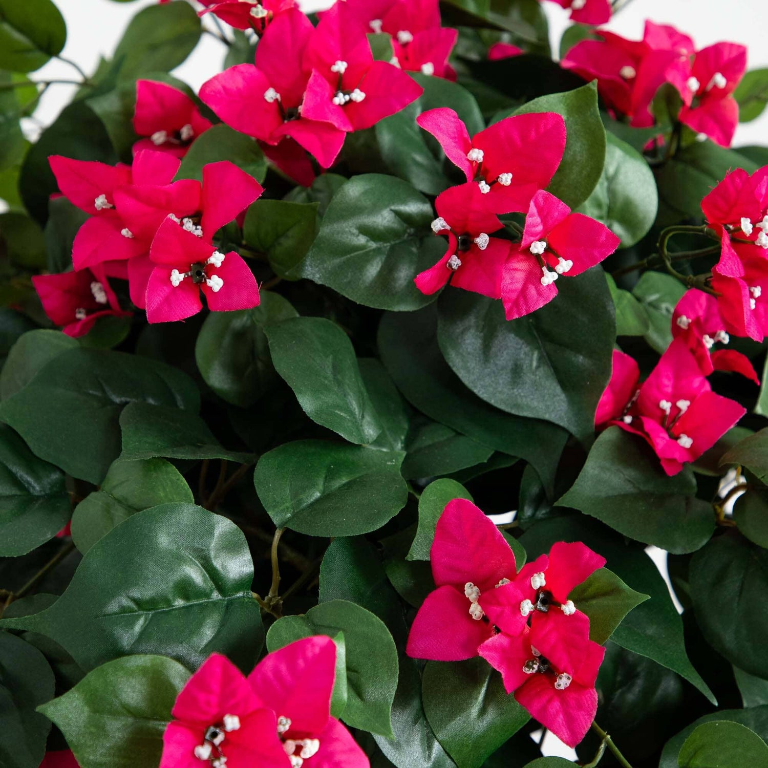 5' Mini Bougainvillea Topiary