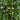 5' Multi Bambusa Bamboo Silk Tree