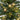 5' Northern Tip Pine Artificial Christmas Tree with 150 Clear LED Lights