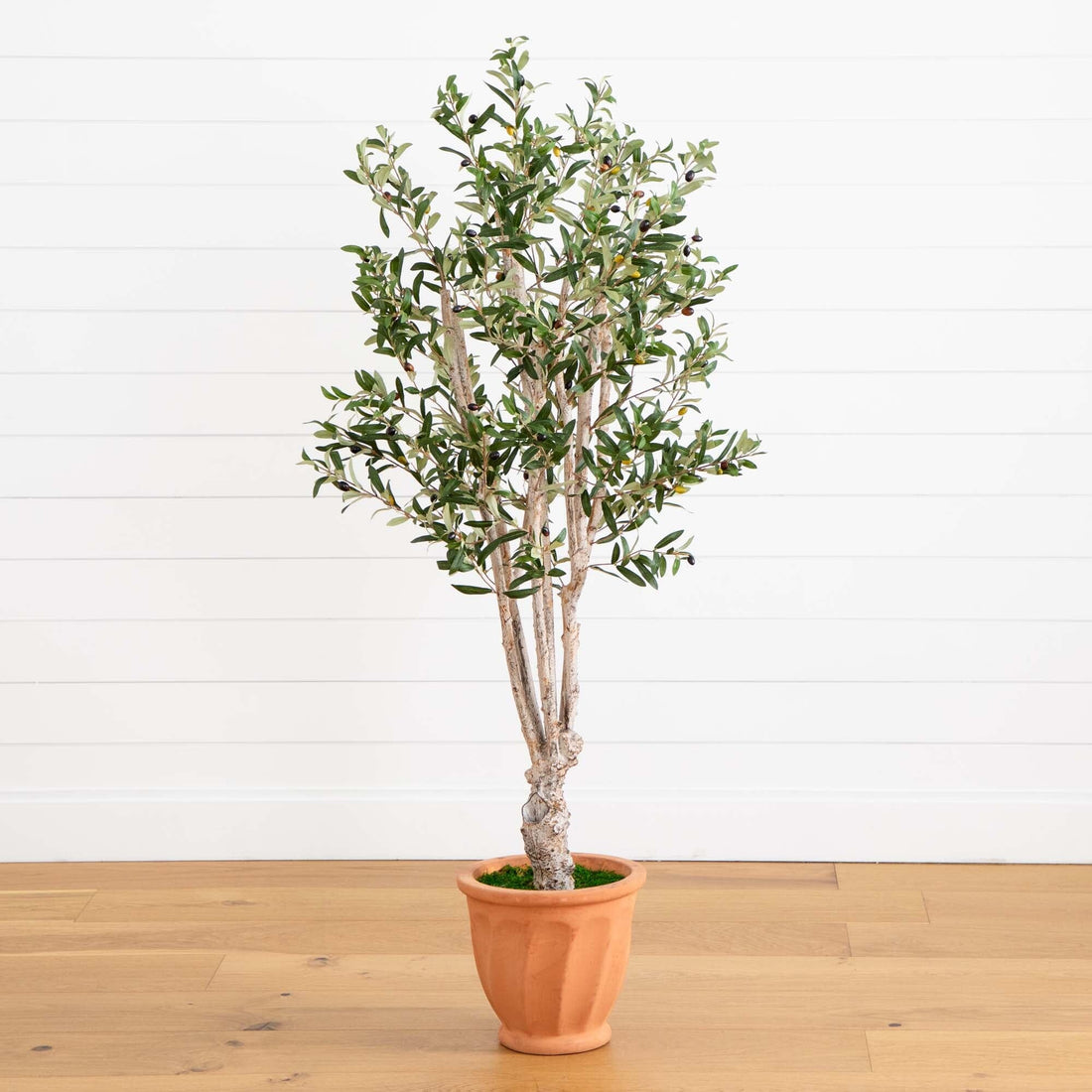 plant in terracotta pot 5’ Olive Tree in Terracotta Planter