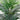 5’ Paradise Palm Artificial Tree