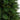 5’ Slim West Virginia Mountain Christmas Tree w/467 Branches
