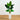 5’ Traveler's Palm Artificial Tree in Tall White Planter